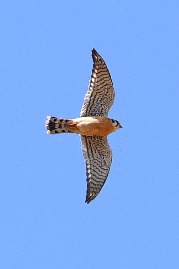 2G3A5073_cr.jpg