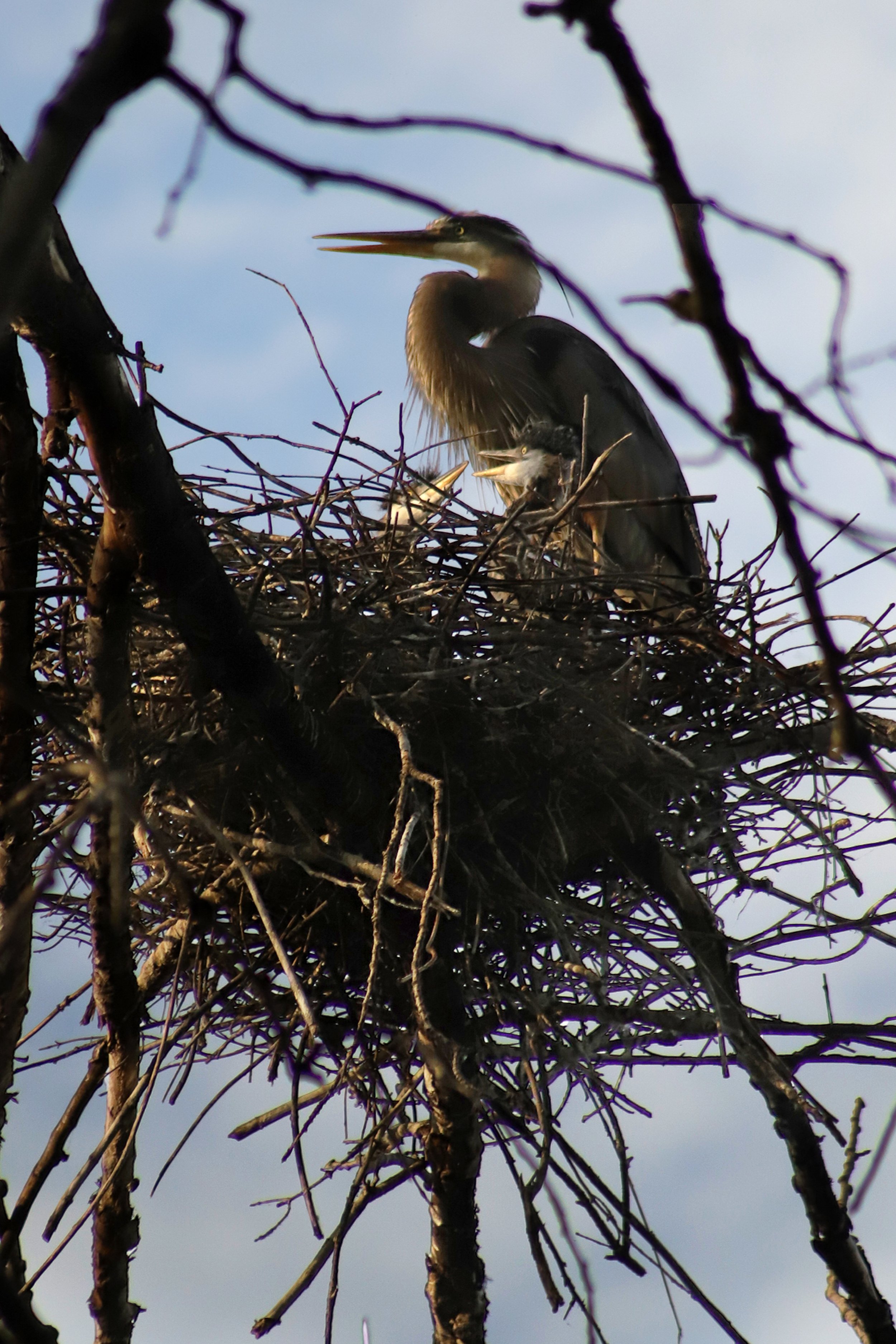 Heron Babies 2G3A680222.jpg
