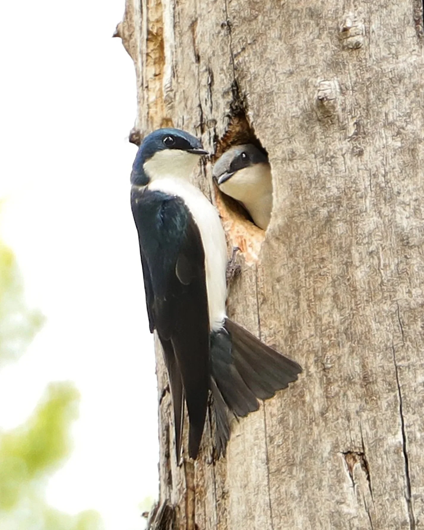 Swallows+2.jpg