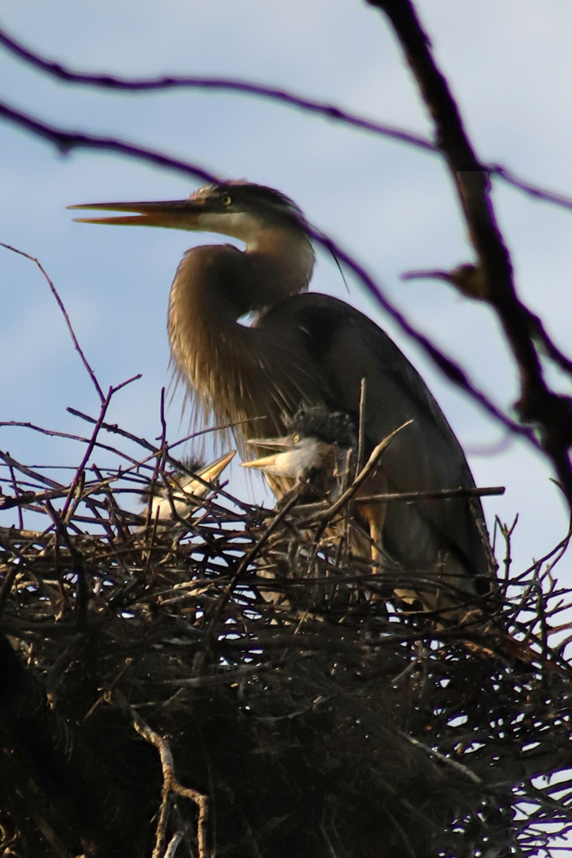 Heron Babies 24.jpg