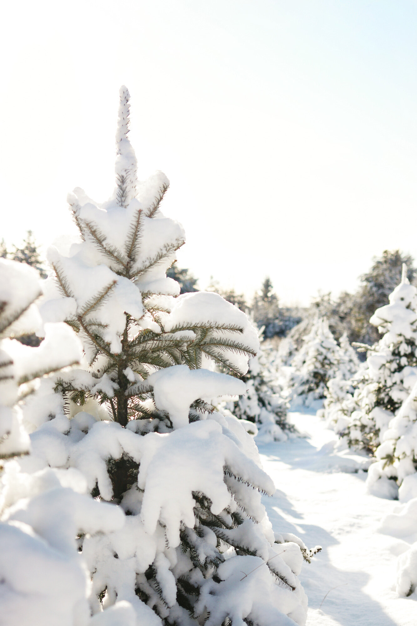 Christmas Tree Farms to Visit this Season — Glens Falls Living
