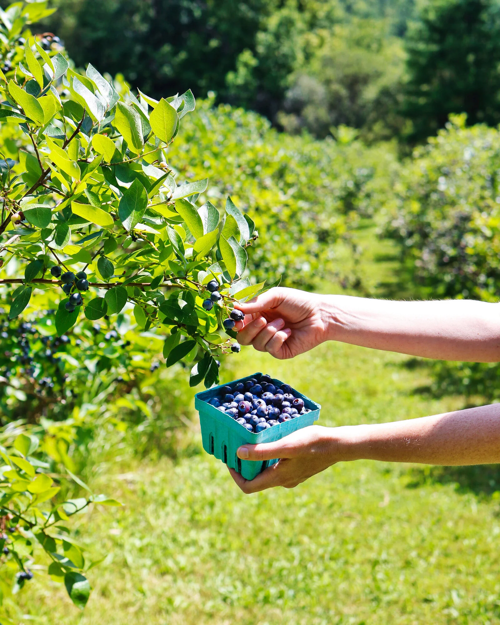Blueberry Farms to Visit This Summer — Glens Falls Living