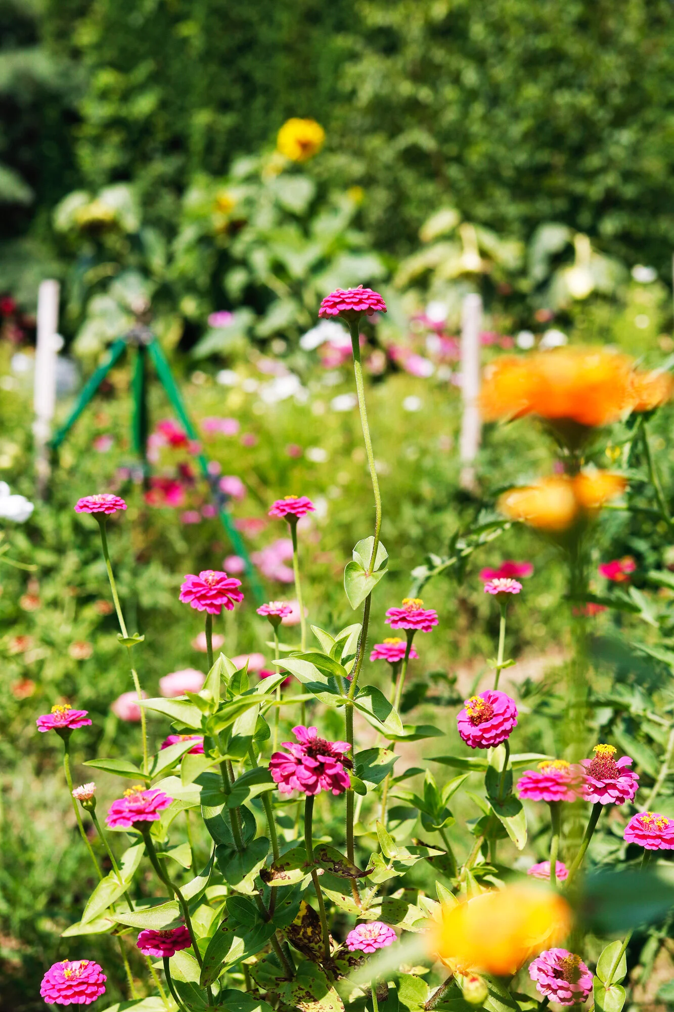 sunset gardens assisted living on On The Farm Sunset Farm Glens Falls Living