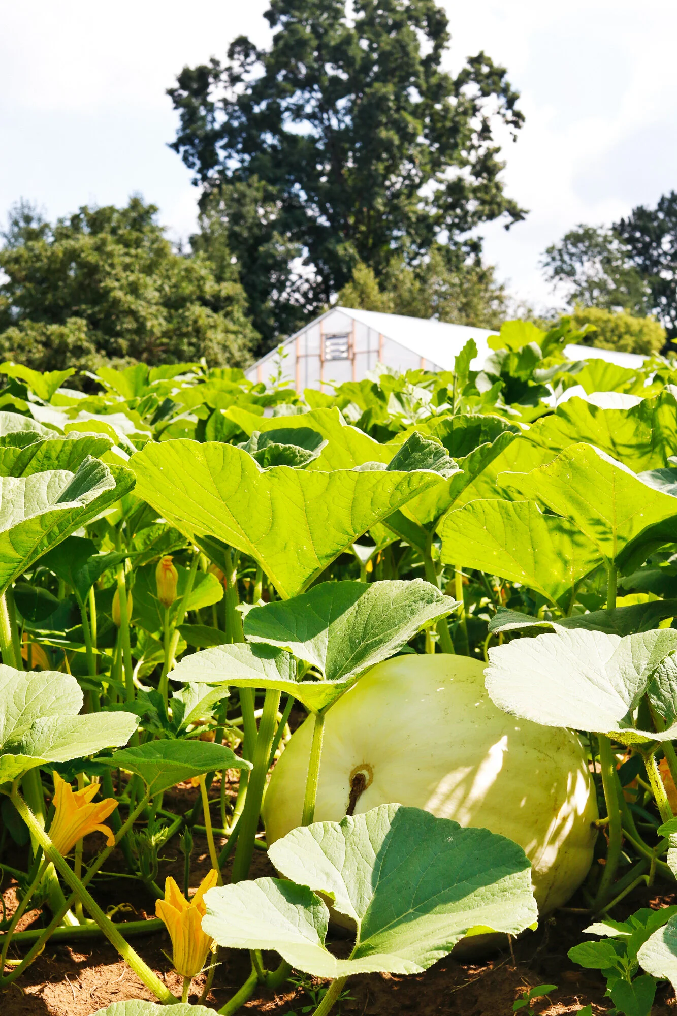 sunset gardens assisted living on On The Farm Sunset Farm Glens Falls Living