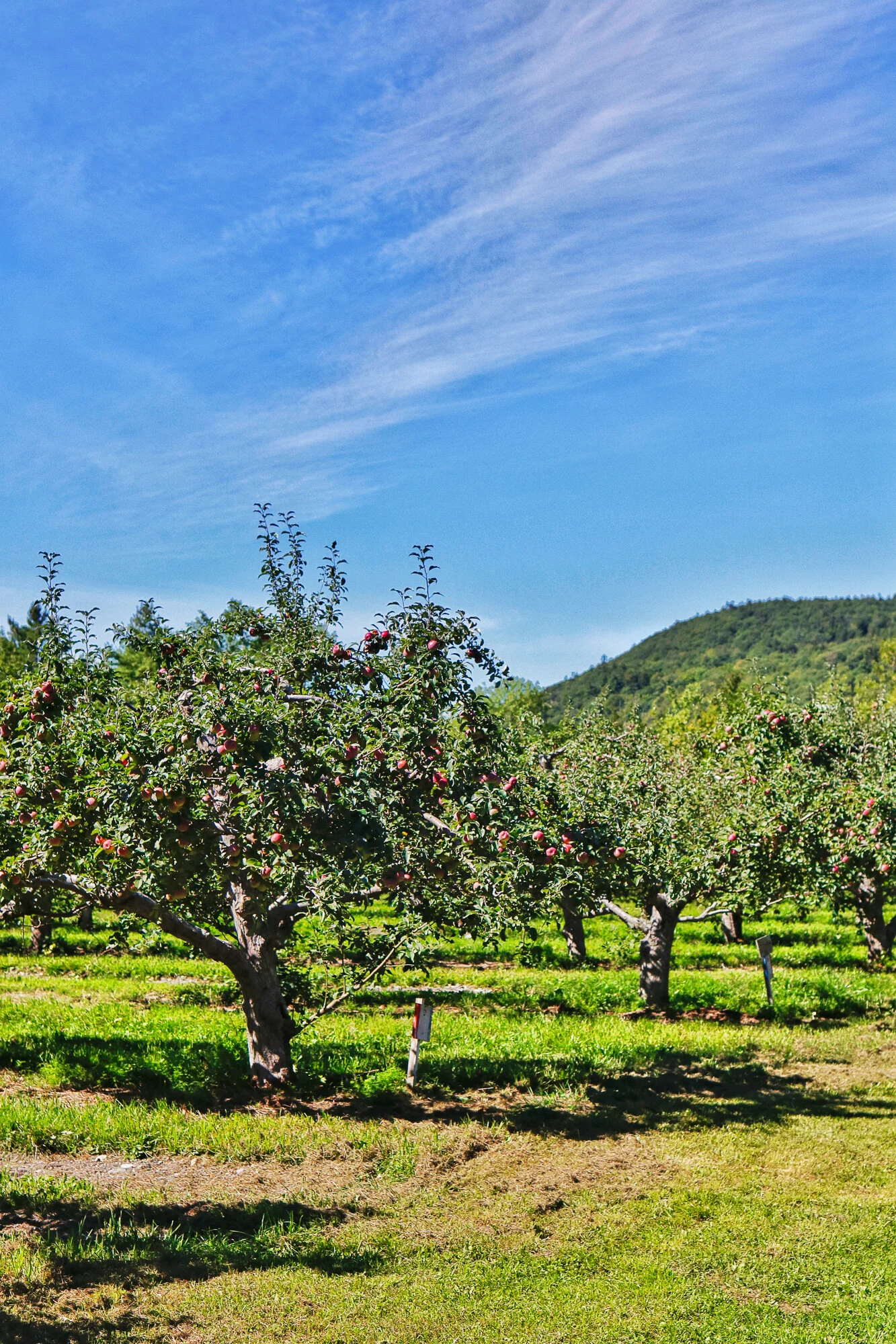 Apple Orchards to Visit this Month — Glens Falls Living
