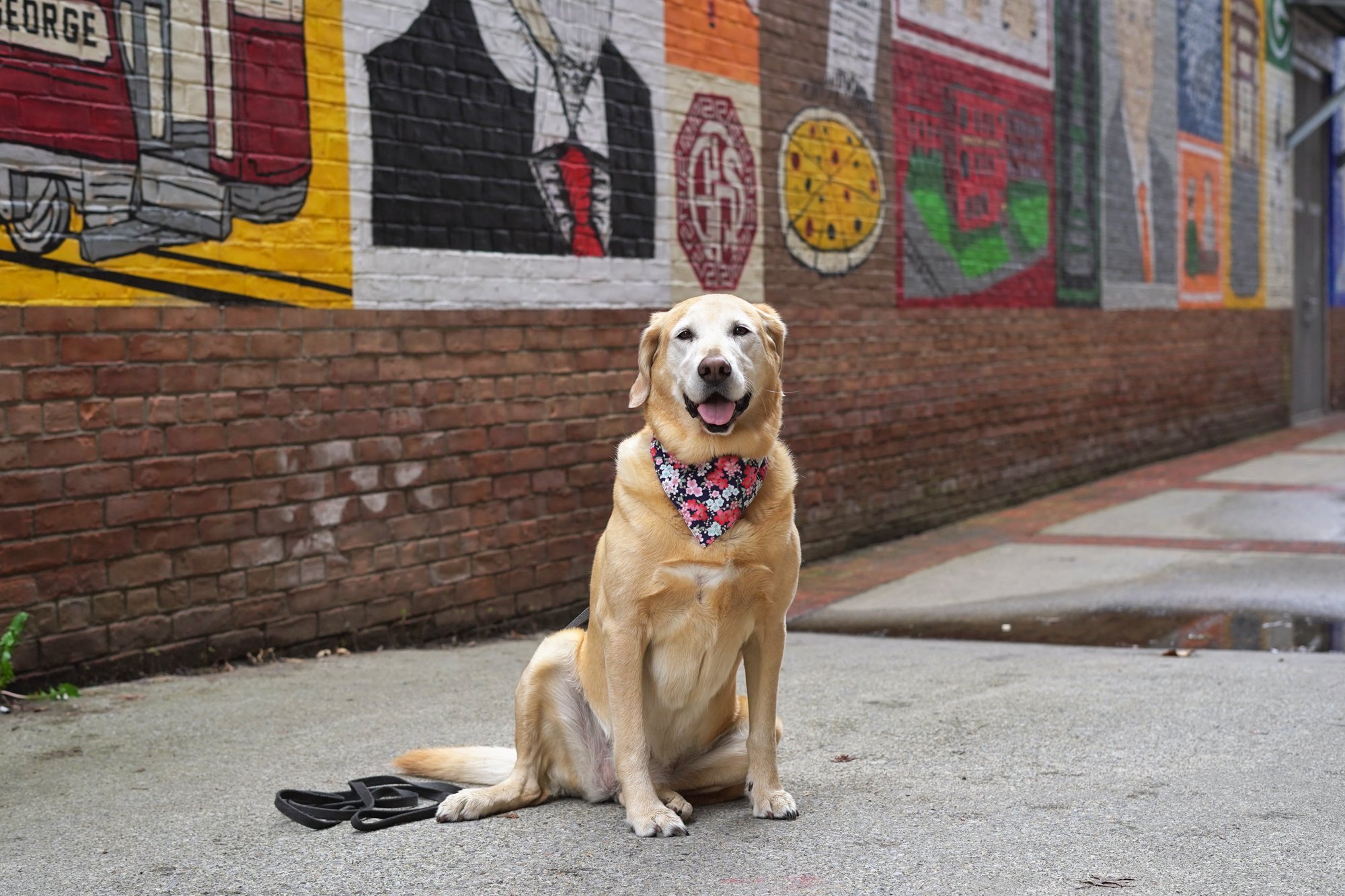 Good Dog Willow — Glens Falls Living