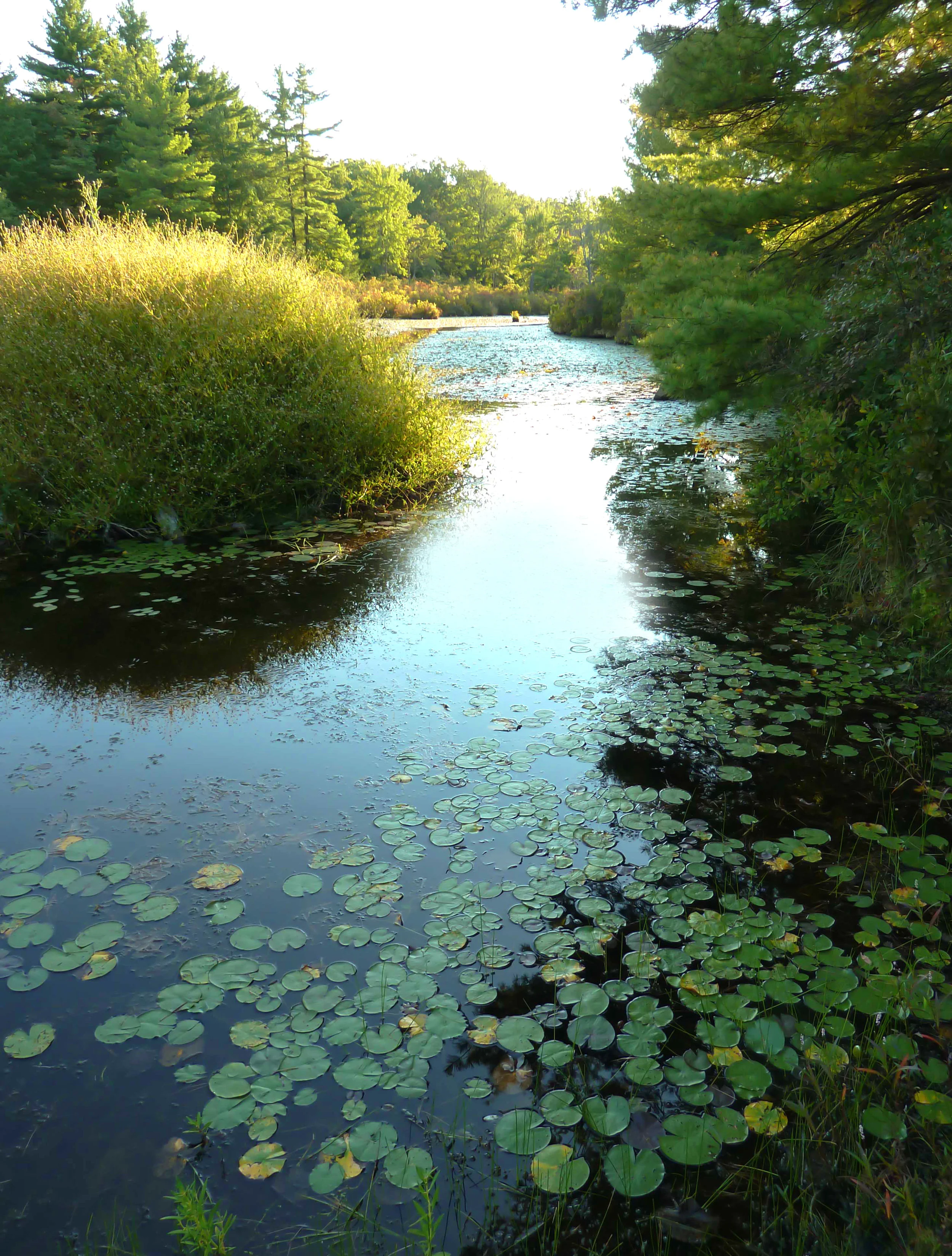 Lake Channel with Waterlilies; Shohola, PA
