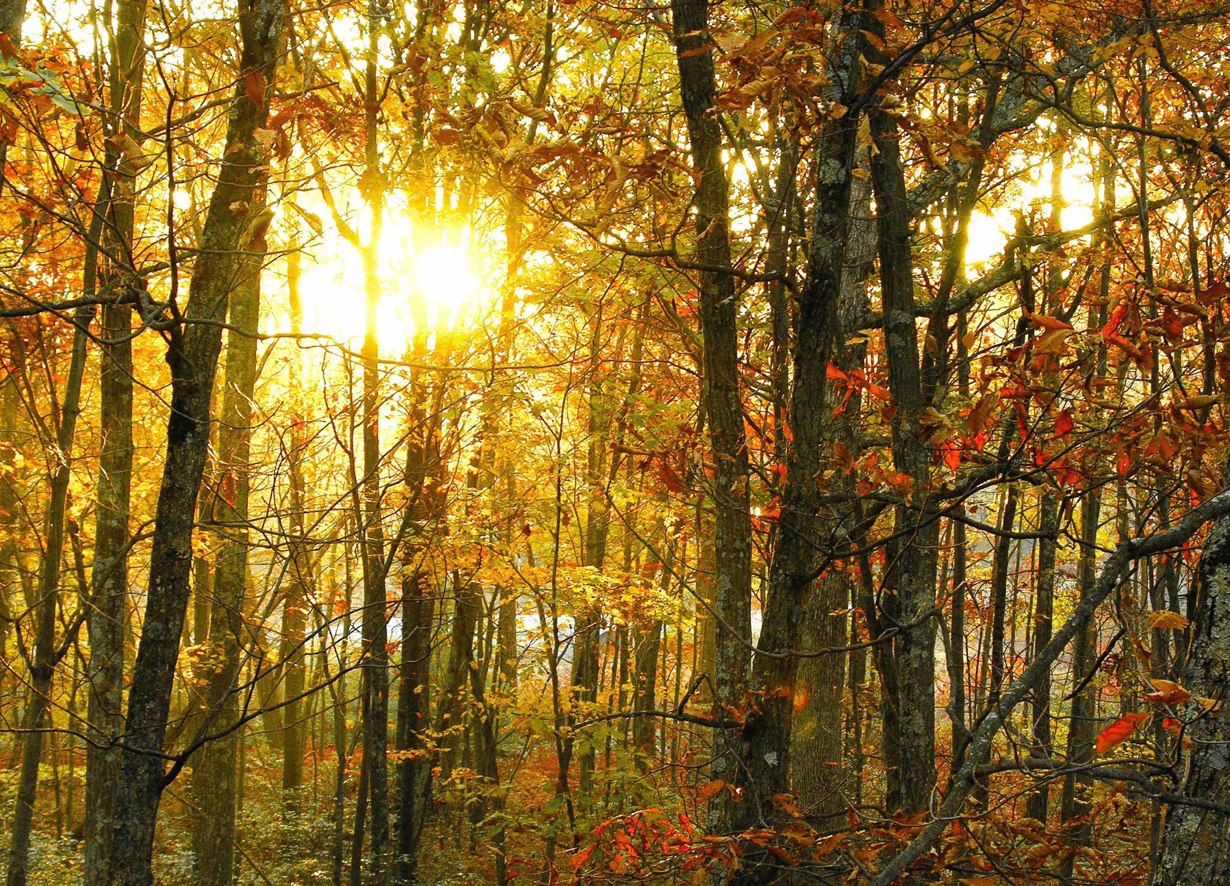 Autumn Sun; Shohola, PA