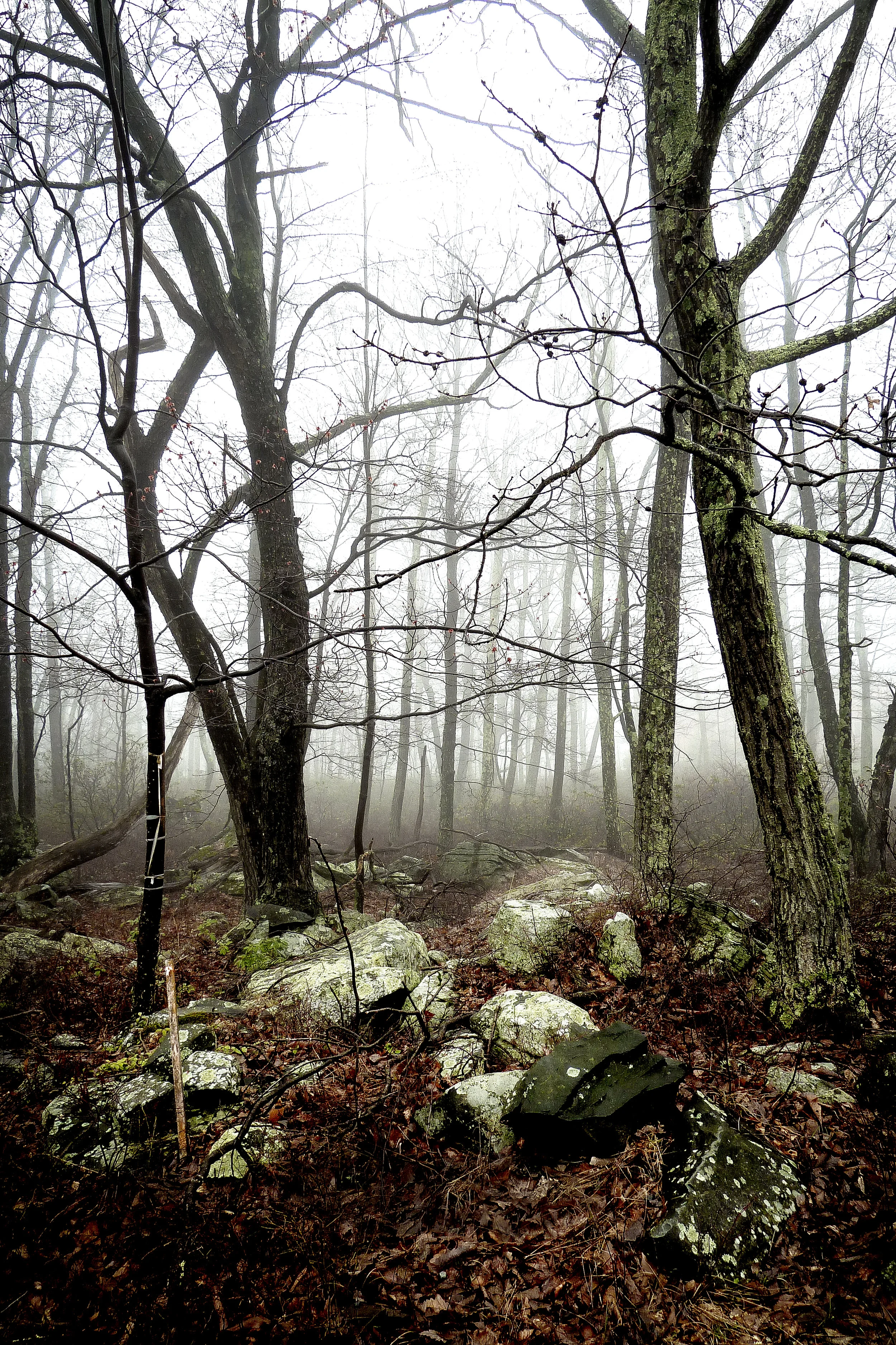 Foggy Woods with Rocks; Shohola, PA