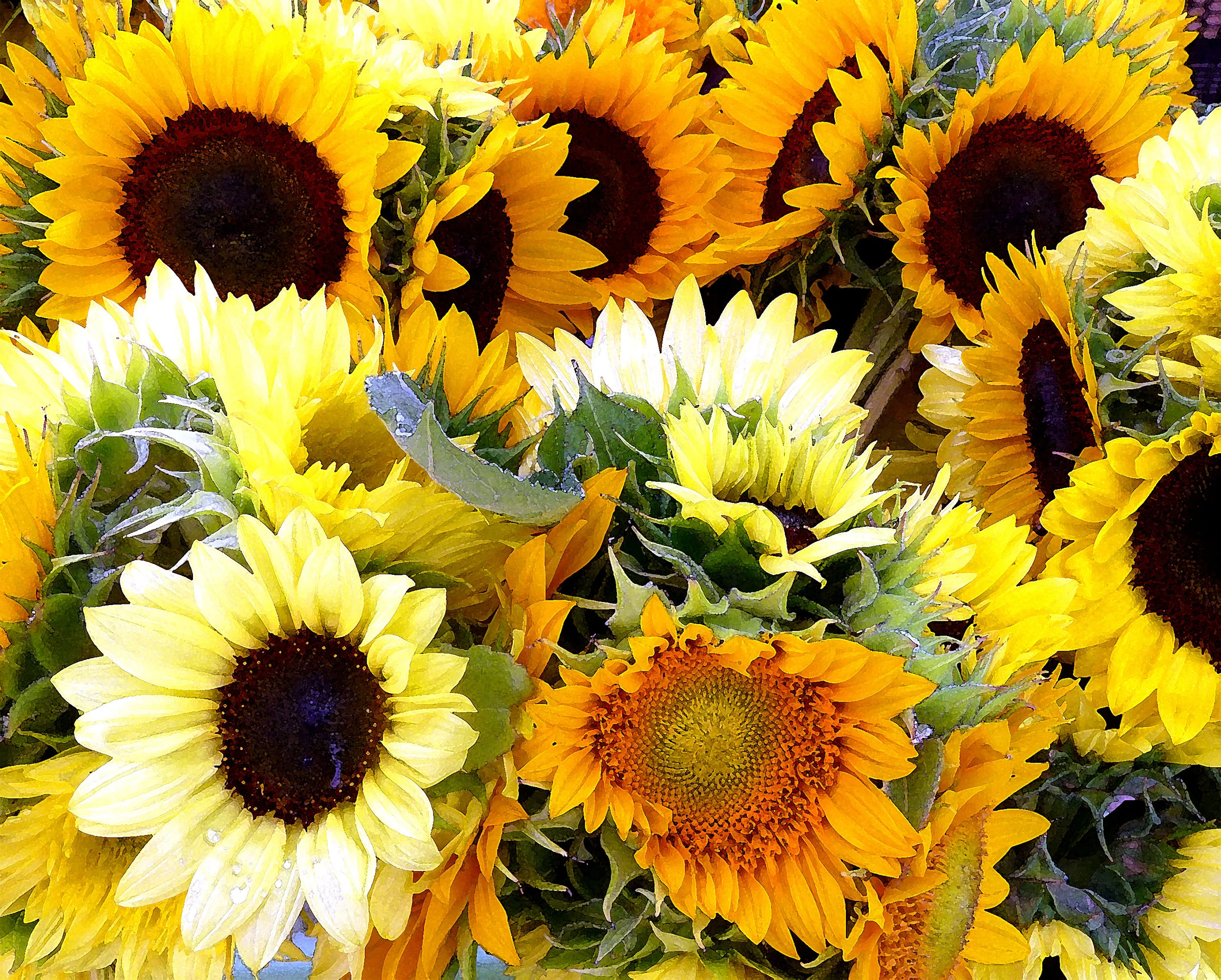  Sunflowers! Woodstock, NY 