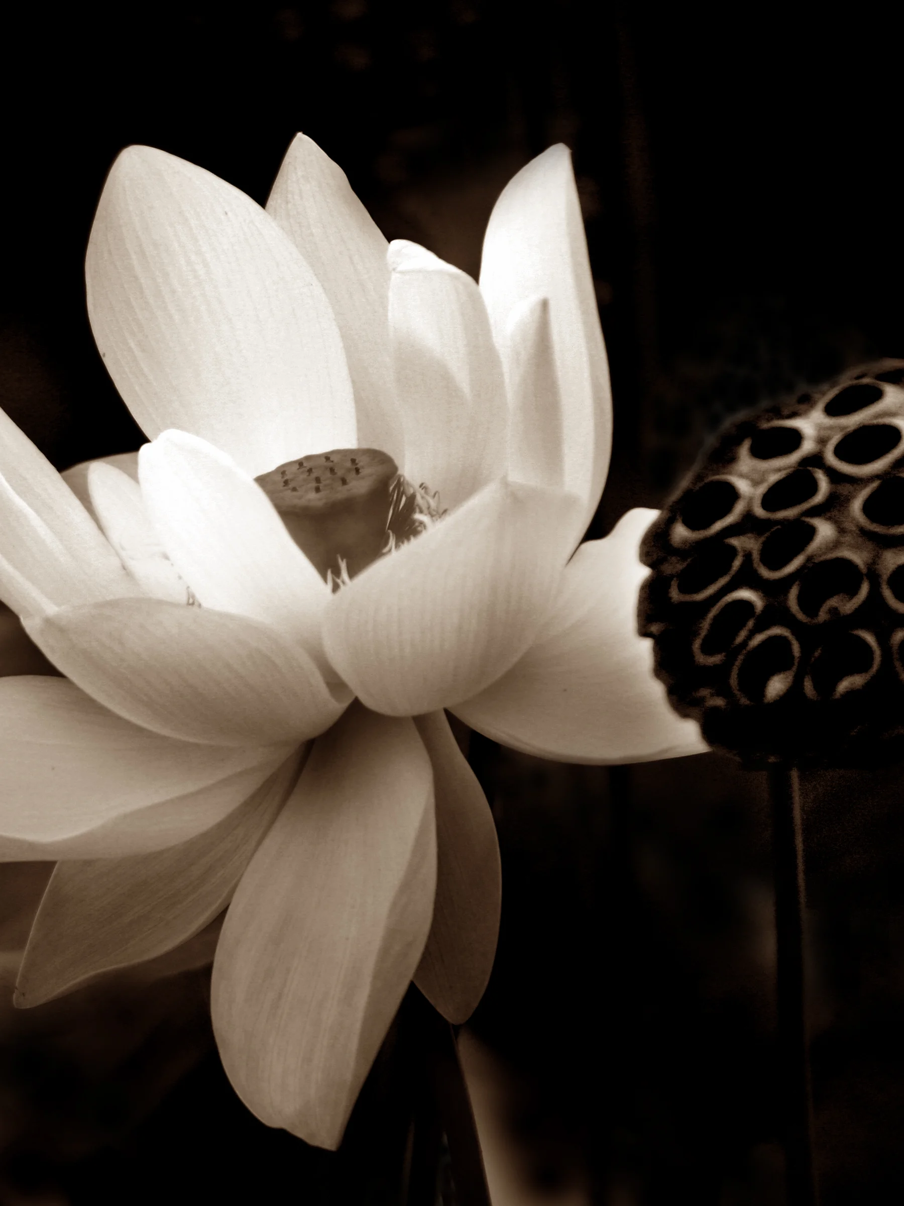 Lotus II with Pod in Sepia; NY Botanical Garden