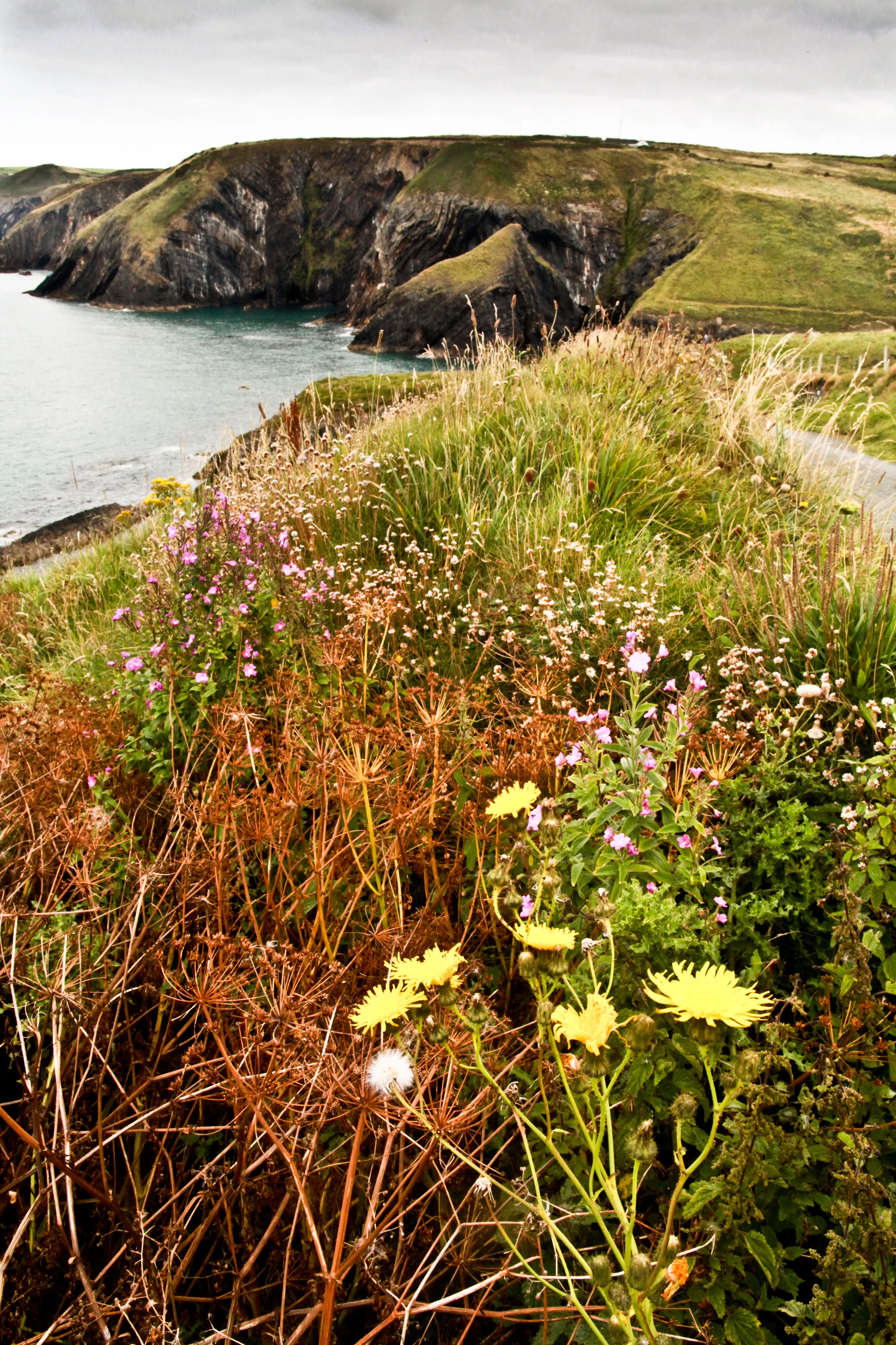 Rocky Coast with Flowers; Wales, UK