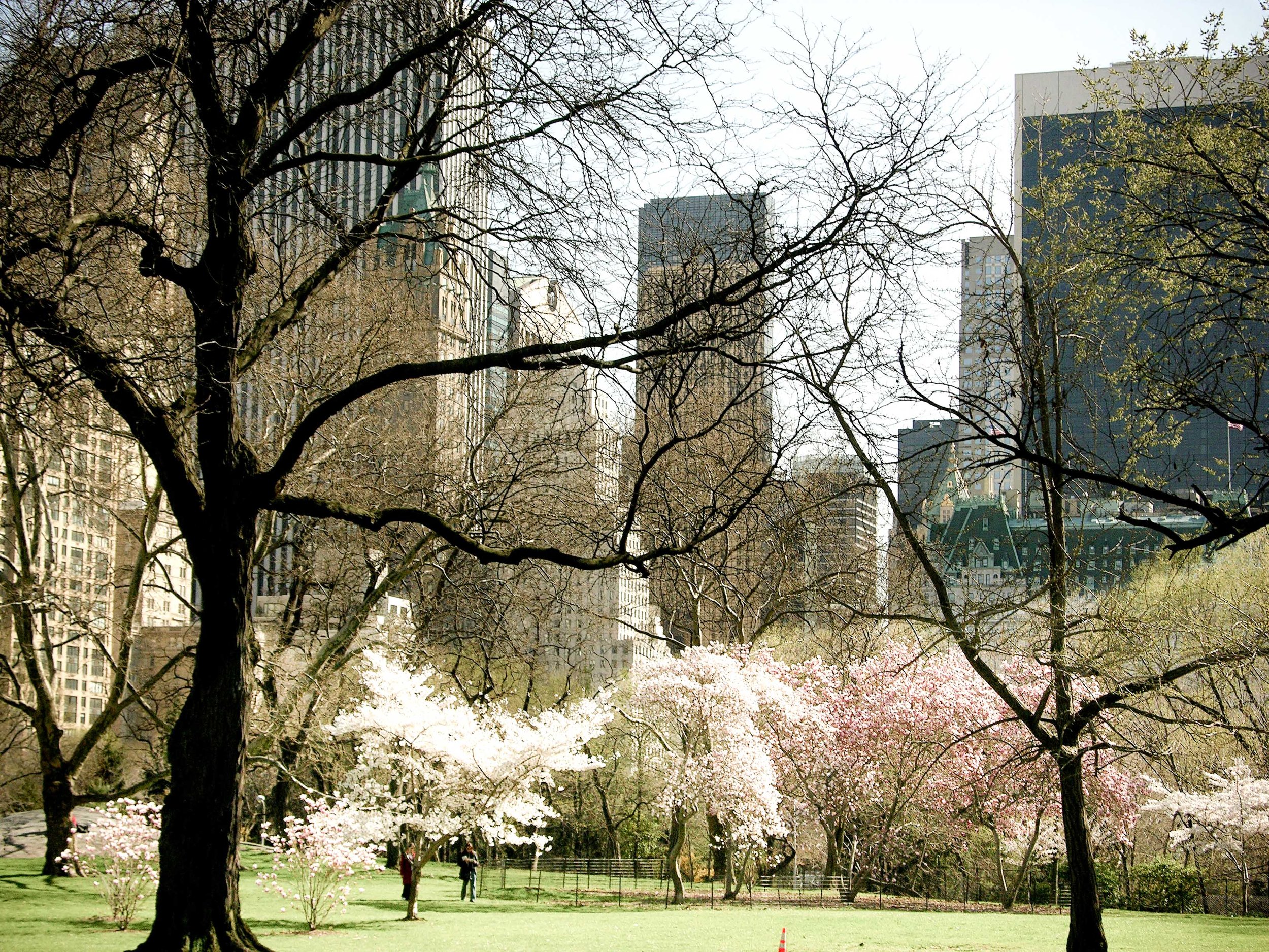 Spring in Central Park, NYC