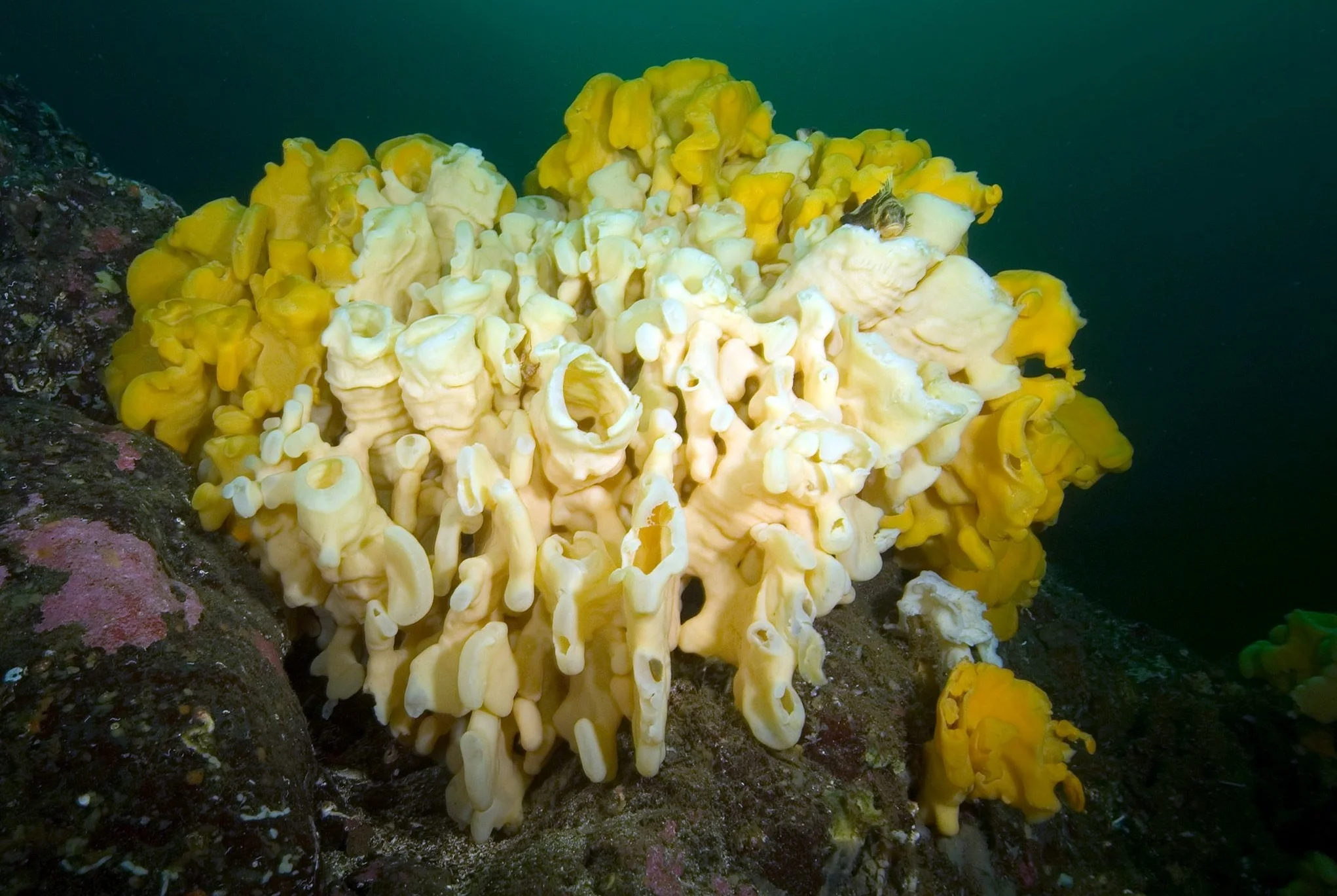 Sponges of the North East Pacific Ocean