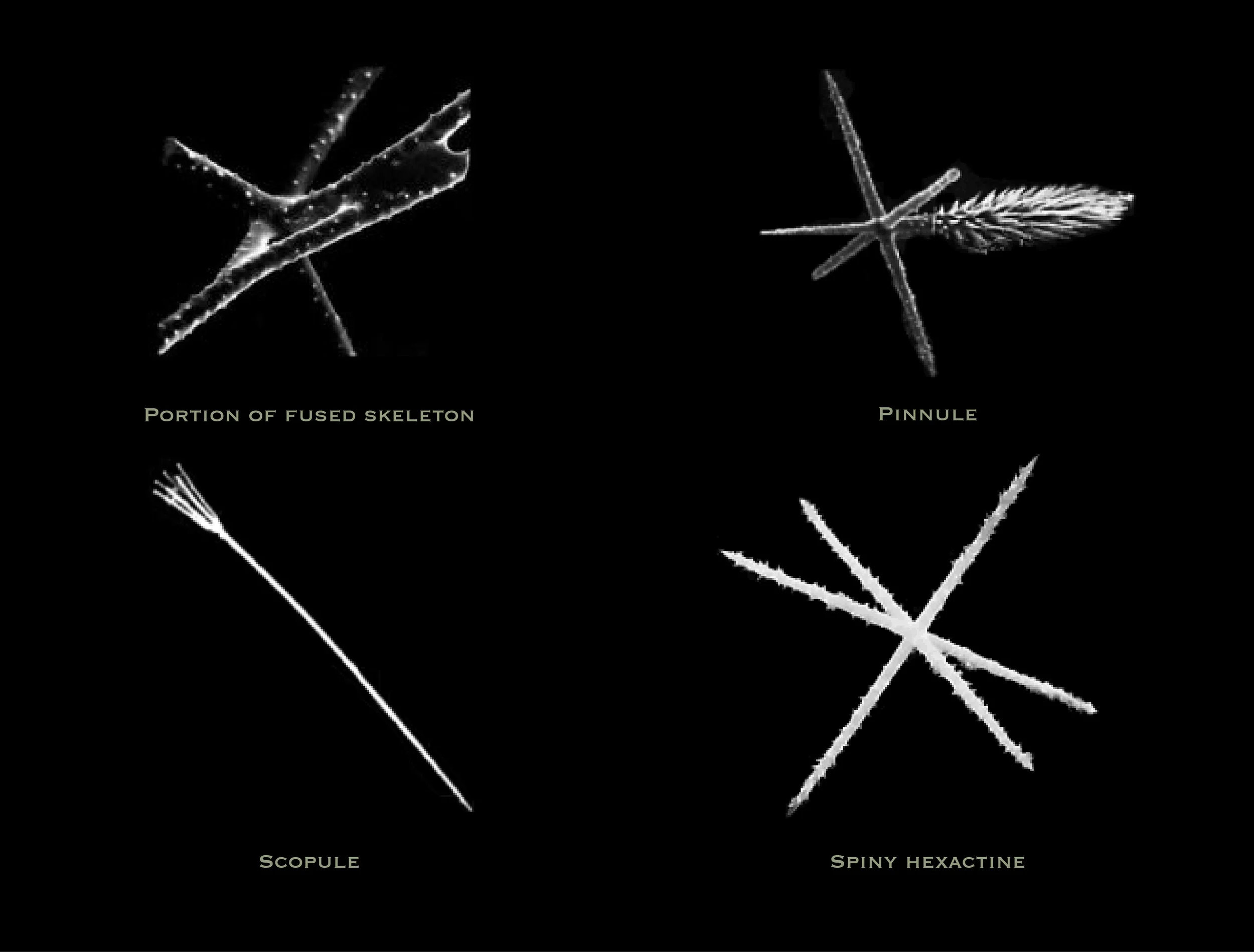 Mainframe skeleton and examples of spicules from the Cloud Sponge showing the basic 6 rayed form in some and a reduced number of rays in others