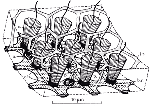 Diagram of flagellated bodies which line the sponge wall and working together pump water into the sponge (from Reiswig and Mackie, 1983)
