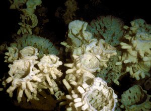Sponge reef in Hecate Strait east of the Queen Charlotte Islands in British Columbia. 