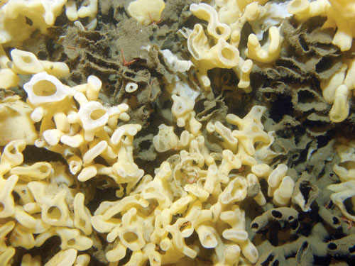 Sponge Nursery photographed by K. Conway