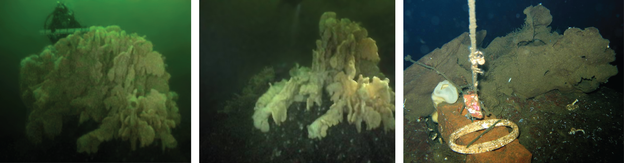 This sponge was torn in two by a cannonball or a prawn trap. It subsequently died and became covered with silt. It is likely the plumbing of the pumping system had become too disrupted. Most sponges breakdown when they die, however, the mainframe skeleton of a Cloud Sponge remains intact for at least decades.
