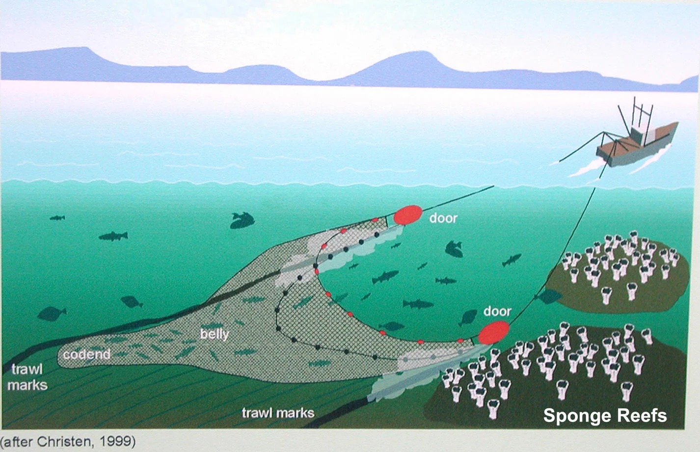 Bottom trawling is an indiscriminate method of fishing that damages and destroys structurally complex habitats. Bottom trawls are a type of mobile fishing gear consisting of very large nets that are dragged on the seafloor to catch ground fish and other species. The attachment of large, heavy roller and rockhopper gear to bottom trawl nets, in combination with more powerful fishing boats and other technical innovations are far more damaging that what was used before the 1980's.