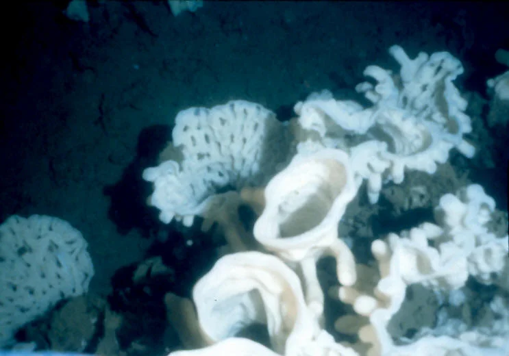 When these sponges are alive, nothing settles on them and only armored fish and crustaceans rest or move about on their surface.