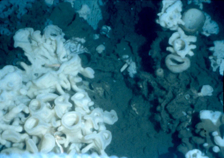 when a sponge, or portion of a sponge, dies the fused skeleton becomes covered with silt and is habitat for many hard substrate species including glass sponges. It has been noted that as sponges are dying their soft tissue moves upwards, away from silt. This may demonstrate that the sponge knows the silt is damaging.
