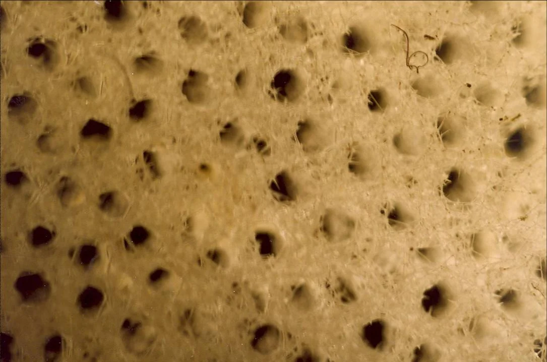 The porous nature of dead sponges provides additional micro habitat.