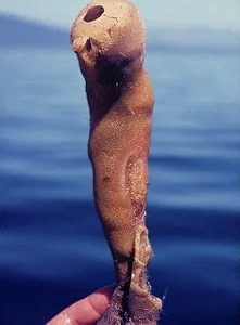 This Tubular Cloud Sponge from Jervis Inlet lacks mittens and could be confused with another species of glass sponge.