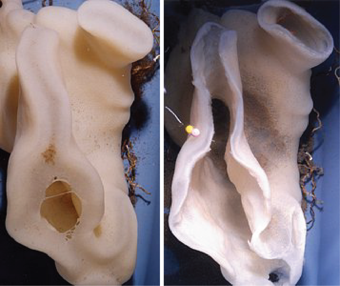 Photographs of the same sponge alive on the left and after death on the right. The open areas on the dead sponge are those which were covered by soft tissue without a fused skeleton. The widest area surrounded the osculum or exhaust opening. 