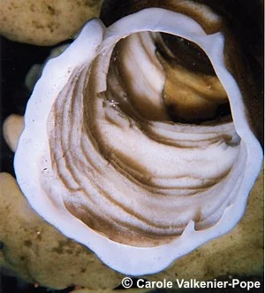 Growth rings in Cloud Sponge Some sponges have rings on the inner surface which represent differential growth. This might be in response to increased nutrients or silica. However, we can only speculate at the moment