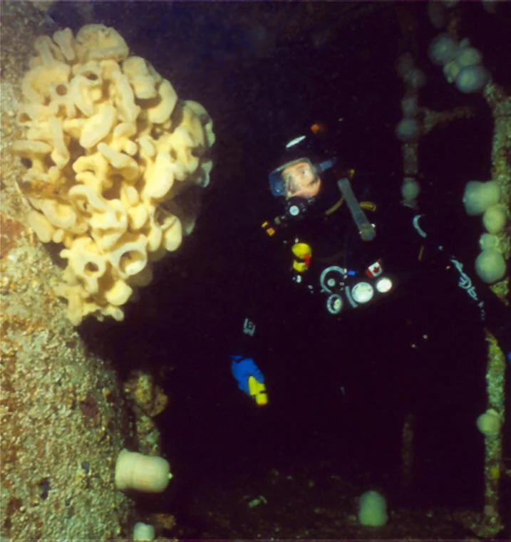 A 63 cm Cloud Sponge on a Centra Gas pipeline that had been submerged for 9 years indicated growth averaging at least 7 cm/year. (Randy Height Vacilador Productions Ltd, Measurements by Bill Austin)