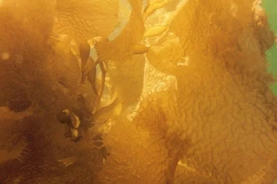 Macrocystis pyrifera (Giant kelp) Description: Ophioplocus might be a hitchiker in dislodged kelp holdfast