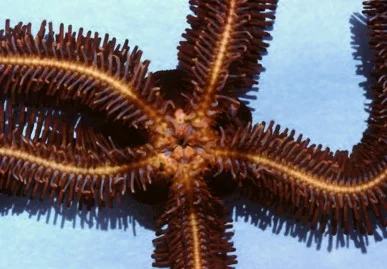 Ophiopteris papillosa (Brown spiny brittle star) Description: Possible disjunct distribution. Occurs in Barkley Sound, SW region of Vancouver Island but otherwise recorded from central California south plus possible record in southern Oregon.