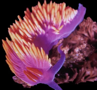 Flabellina iodinea (Spanish shawl sea slug) Description: Possible disjunct distribution; one record in Esperanza Inlet [NW coast of Vancouver Island; otherwise from California
