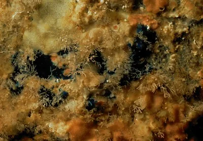 Hymenamphiastra cyanocrypta (Blue encrusting sponge) Description: Possible disjunct distribution. Two records in Barkley Sound, one record in Queen Charlotte Islands, otherwise from California + 1 possible record southern Oregon.