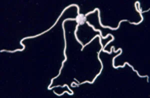 Amphiodia occidentalis