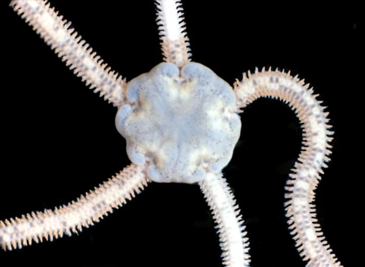  A. occidentalis close up