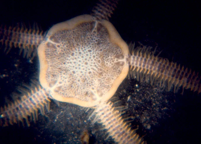  A. periacta close up