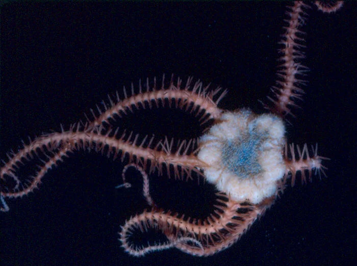 Ophiacantha bathybia