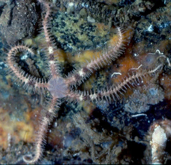 Ophiacantha catalemmodusi