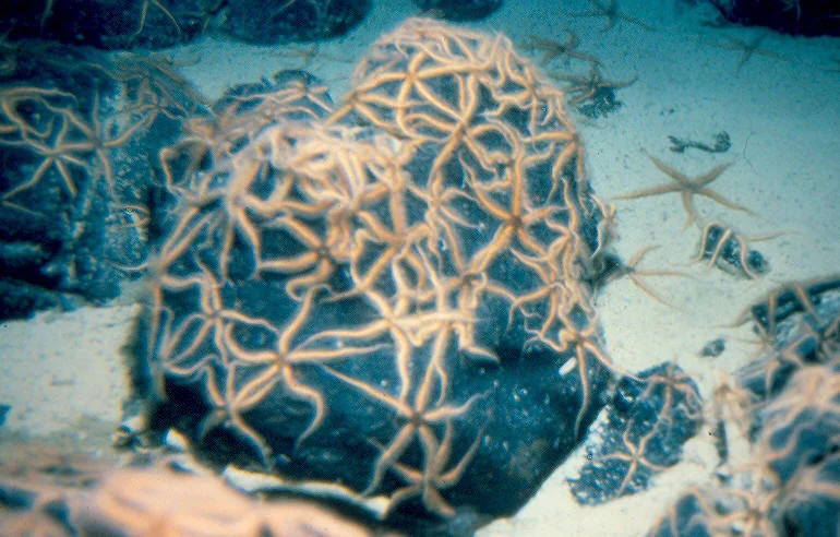 Ophiacantha sp .