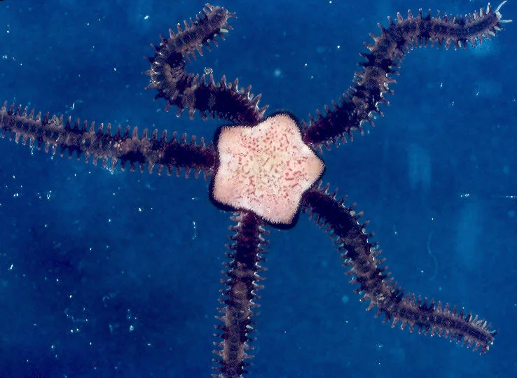 Ophiopholis aculeata