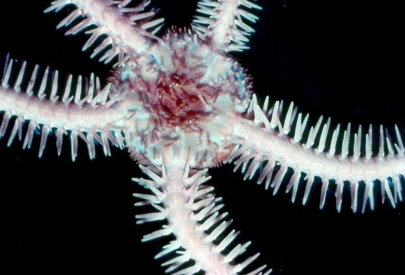 Ophiopholis aculeata japonica