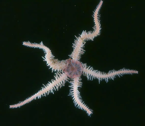 Ophiopholis bakeri