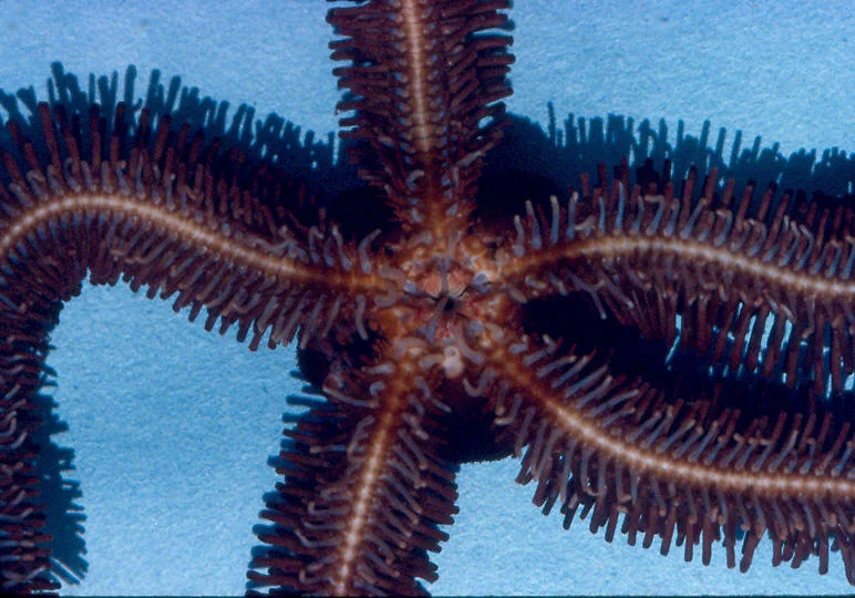 Ophiopteris papillosa