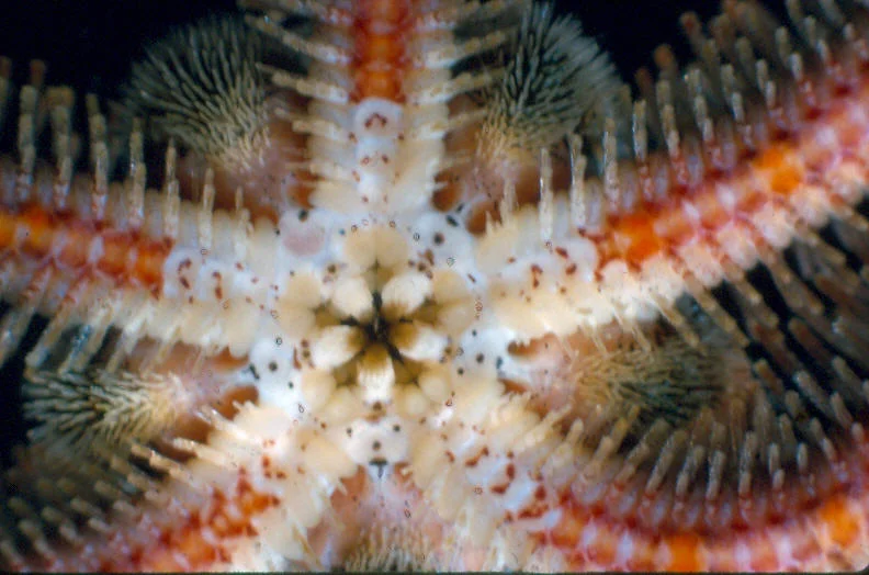 Ophiothrix spiculata