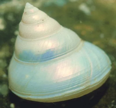 Calliostoma platinum (Similar species) Description: Moderately common and quite similar to C. barnardi with which it may be confused.