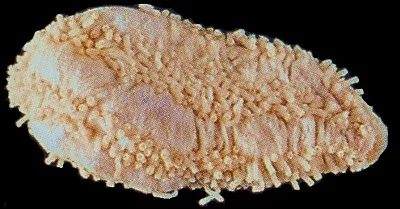 Pentamera trachyplaca (Fat pentamera) Description: Four localities in BC plus in California.