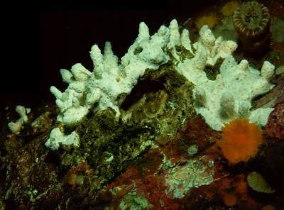Stylaster sp. (White stubby hydrocoral) Description: This species has been recorded only once at Lane Islet in BC.
