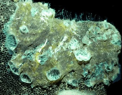 Halichondria aff fibrosa (Thick white felt sponge) Description: This species has been recorded once in Saanich Inlet.